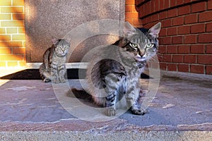 Z mačky sledovanie vy. vážny . mačka kapela pred dom 